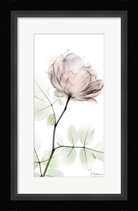 Framed Loving Rose 1 Print