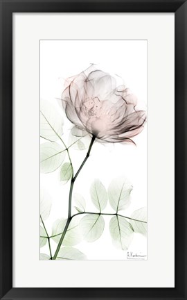 Framed Loving Rose 1 Print