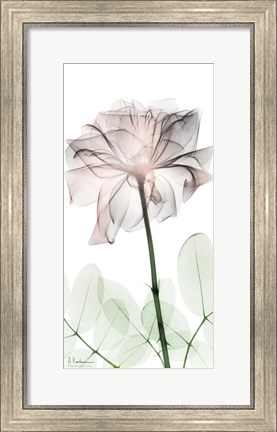 Framed Loving Rose 2 Print