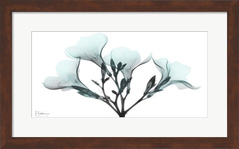 Framed Oleander Mist 1 Print
