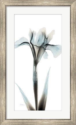 Framed Sea Infused Iris 1 Print