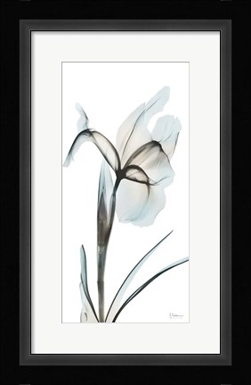 Framed Sea Infused Iris 2 Print