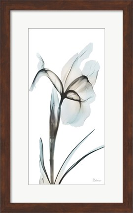 Framed Sea Infused Iris 2 Print
