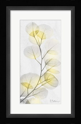 Framed Eucalyptus Sunshine 1 Print