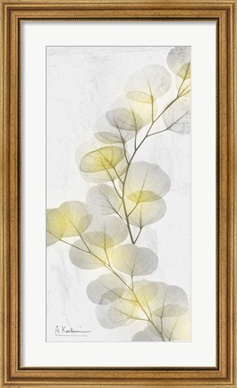 Framed Eucalyptus Sunshine 2 Print
