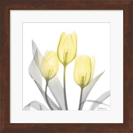 Framed Brilliant Tulips 1 Print