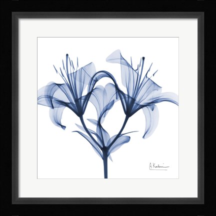 Framed Indigo Lily Print