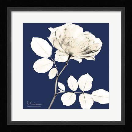 Framed Rose Midnight Dynasty 1 Print