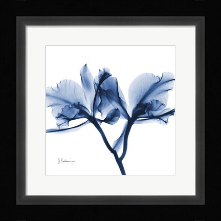 Framed Indigo Orchid Print