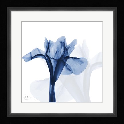 Framed Indigo Infused Iris Print