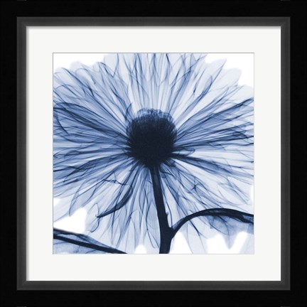Framed Indigo Chrysanthemum Print