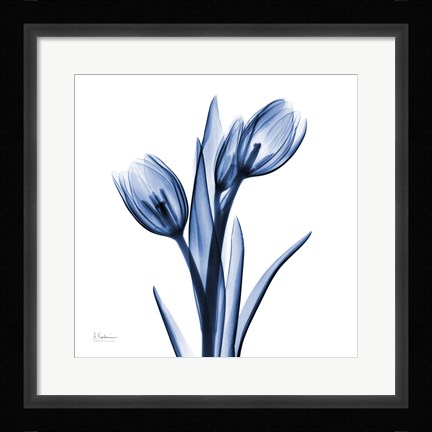 Framed Indigo Loved Tulips Print