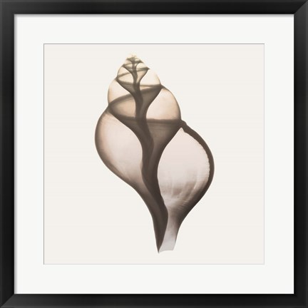 Framed Sandy Sea Shells 1 Print