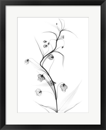 Framed White Globe Lily Print