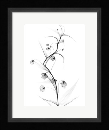 Framed White Globe Lily Print