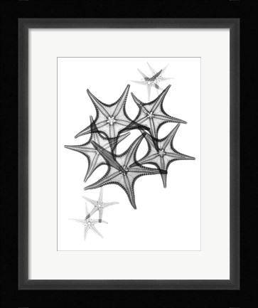 Framed Starfish Print
