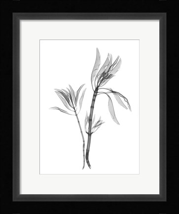 Framed Leucadendron Print
