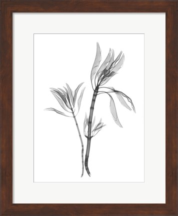 Framed Leucadendron Print