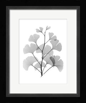 Framed Ginko Print