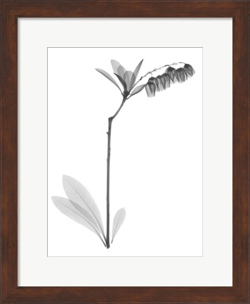 Framed Lily Of The Vally Bush H07 Print