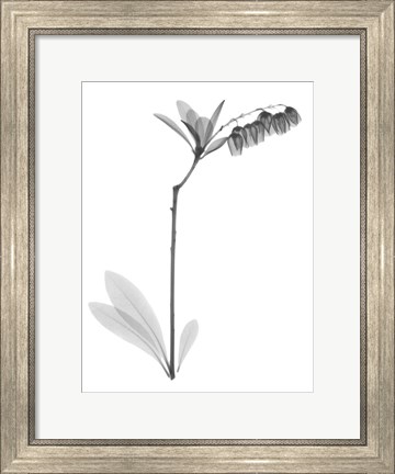 Framed Lily Of The Vally Bush H07 Print