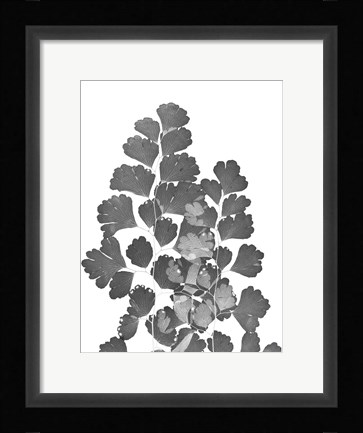 Framed Southern Maidenhair Fern Print