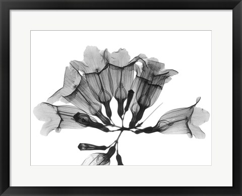 Framed Garlic Vine Print