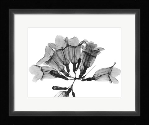 Framed Garlic Vine Print