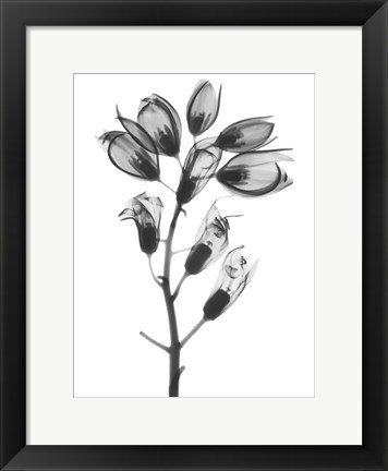 Framed Foxglove Print