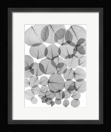 Framed Baybean Leaves Print