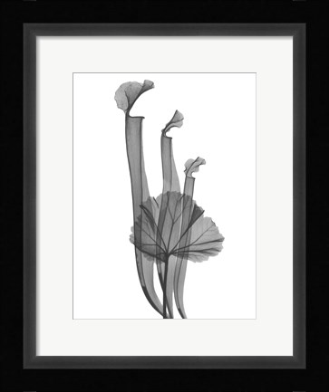 Framed Marching Floral Print
