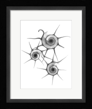 Framed Star Shell  F147 Print