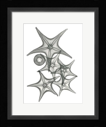 Framed Starfish Bunch F149 Print