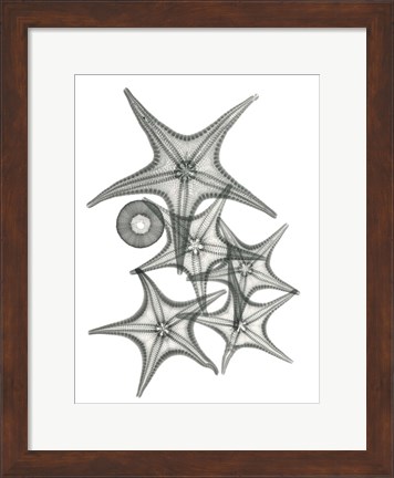 Framed Starfish Bunch F149 Print