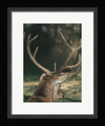 Framed Wandering Buck Print