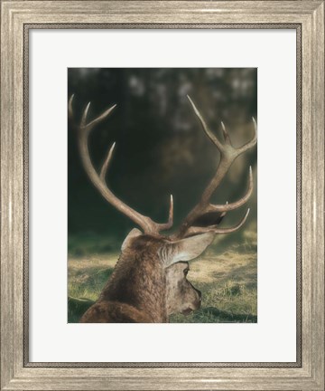 Framed Wandering Buck Print