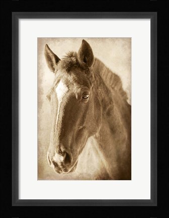 Framed Wild Stallion 1 Print