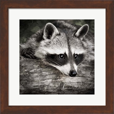 Framed Pondering Raccoon 2 Print