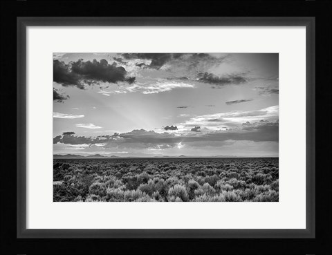 Framed American Sage Print