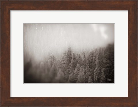 Framed Northern Forests BW Print