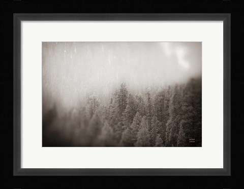 Framed Northern Forests BW Print