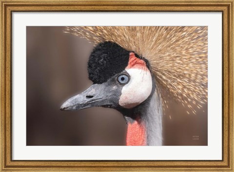 Framed African Crowned Crane Print