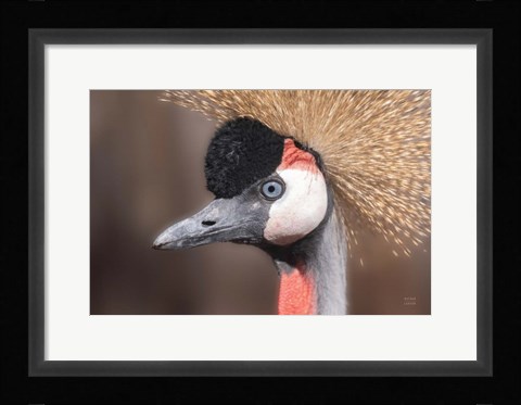 Framed African Crowned Crane Print