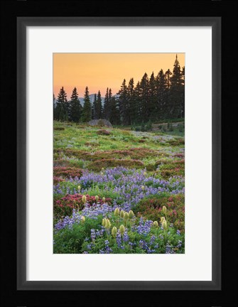 Framed Paradise Wildflower Meadows III Print