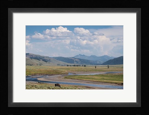 Framed Lamar Valley Bison Print