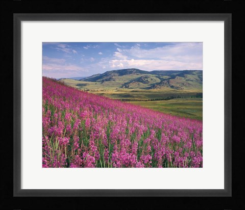 Framed Lamar Valley Print
