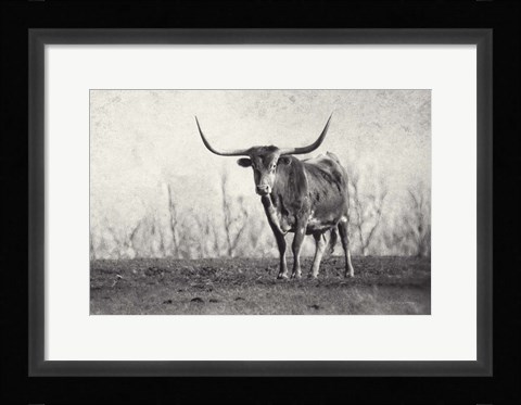 Framed Texas Longhorn Print