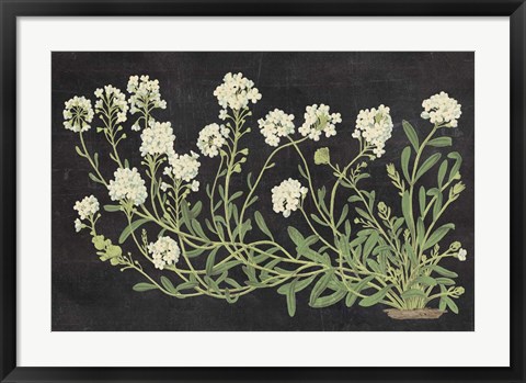 Framed Vintage Flowers on Black Print