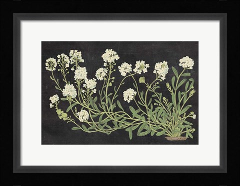 Framed Vintage Flowers on Black Print