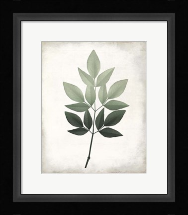 Framed Vintage Botanical Greens 1 Print